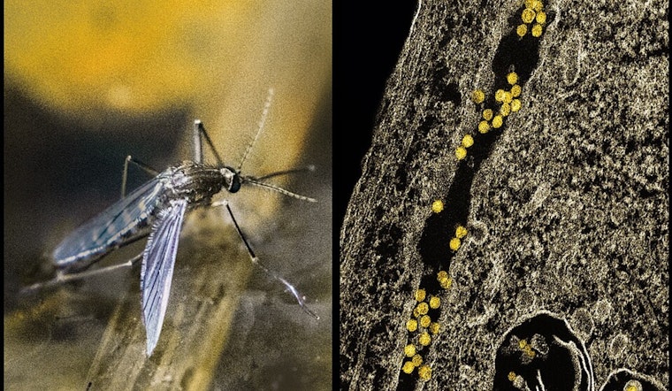 Dallas Initiates Nighttime Spraying to Combat West Nile Virus After Mosquitoes Test Positive