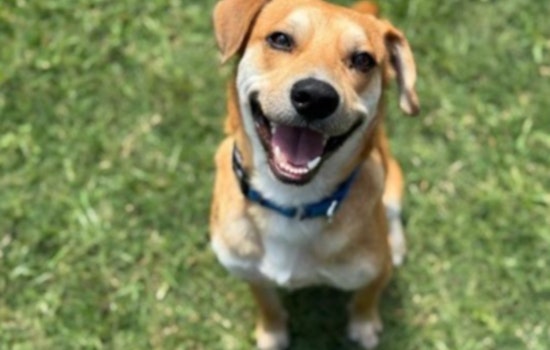Dallas Launches "Mission Pawsible" to Find Homes for 1,200 Pets with Fee-Waived Adoptions