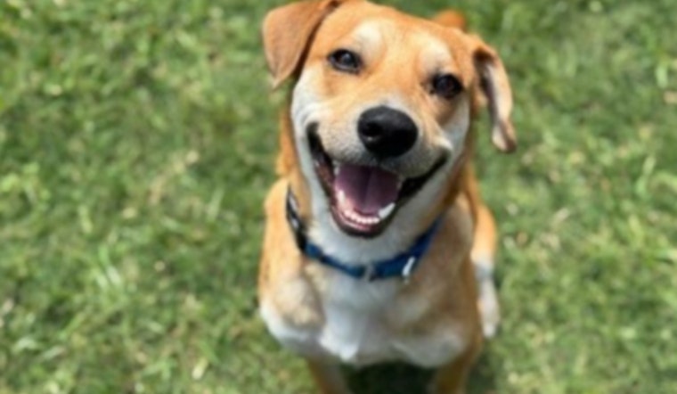 Dallas Launches "Mission Pawsible" to Find Homes for 1,200 Pets with Fee-Waived Adoptions