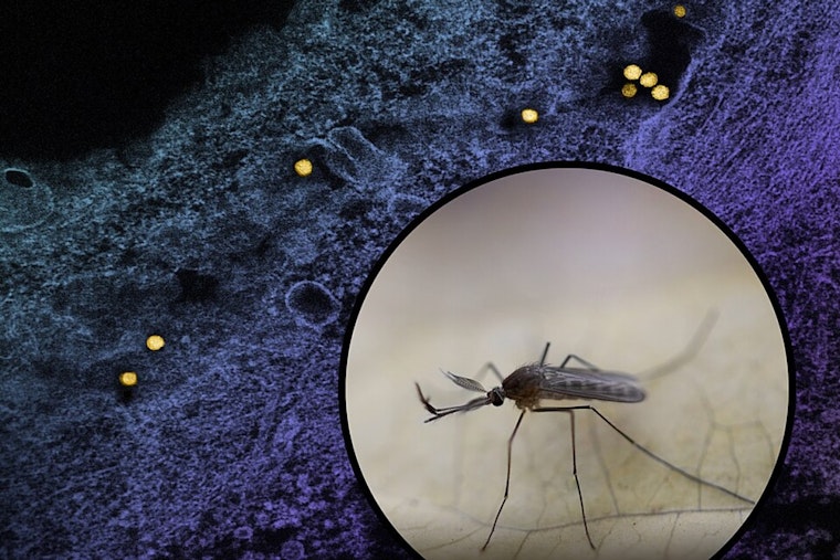 Dallas Launches Nighttime Mosquito Control Operations to Combat West Nile Virus in Affected Districts