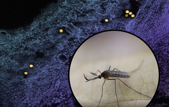 Dallas Launches Nighttime Mosquito Control Operations to Combat West Nile Virus in Affected Districts