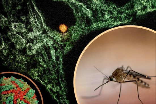 Dallas Ramps Up Fight Against West Nile Virus with Targeted Insecticide Spraying in Designated Neighborhoods