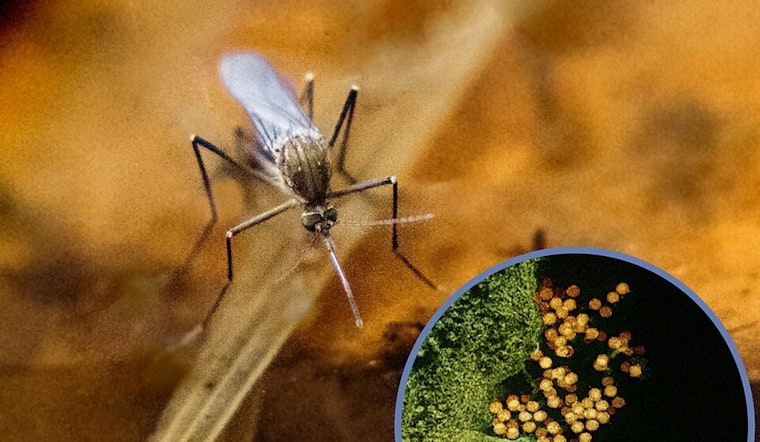 Dallas Ramps Up West Nile Virus Fight with Targeted Mosquito Spraying in Affected Neighborhoods