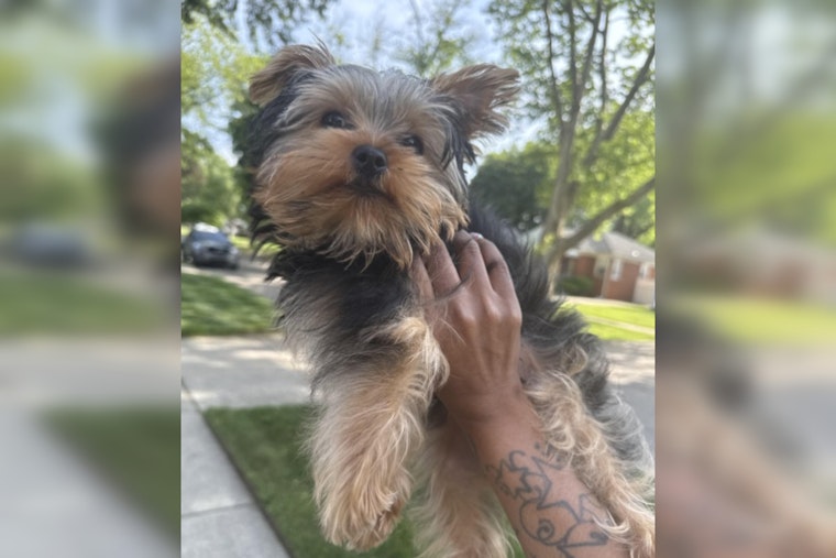 Dearborn Heights Family Desperately Seeks Missing Emotional Support Puppy