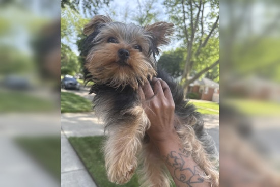 Dearborn Heights Family Desperately Seeks Missing Emotional Support Puppy