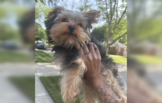 Dearborn Heights Family Desperately Seeks Missing Emotional Support Puppy
