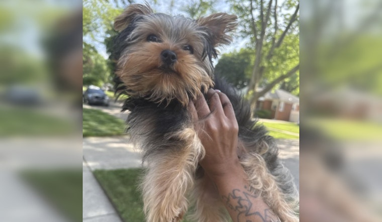 Dearborn Heights Family Desperately Seeks Missing Emotional Support Puppy