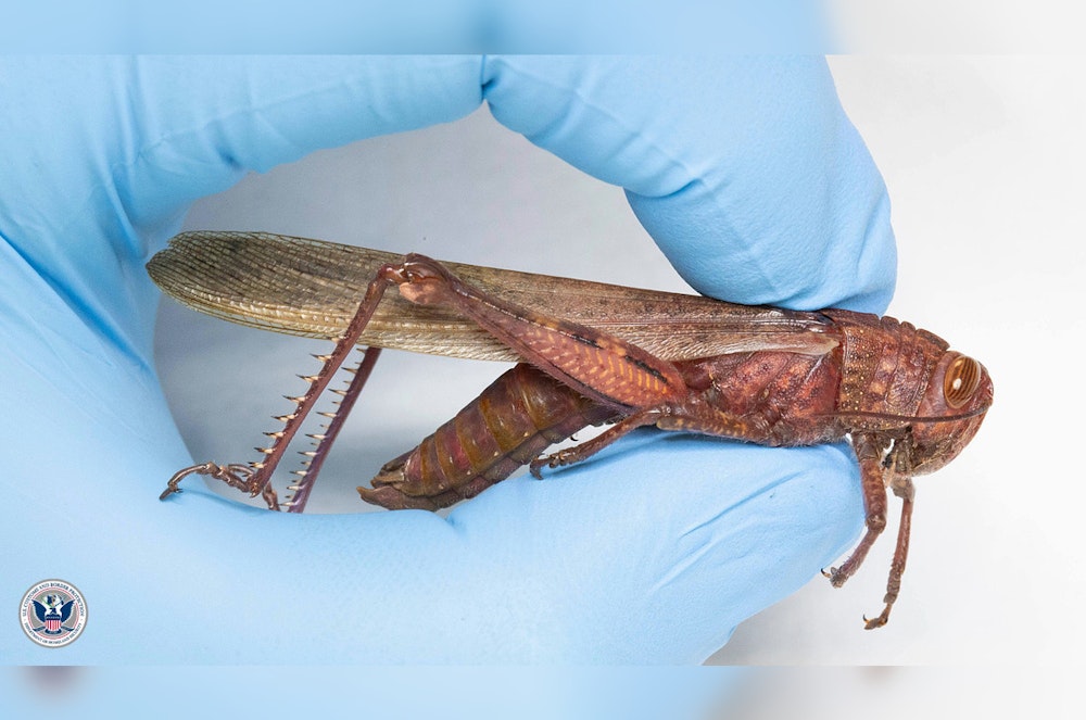 Detroit Airport CBP Finds Live Egyptian Locust in Traveler's Luggage from Albania