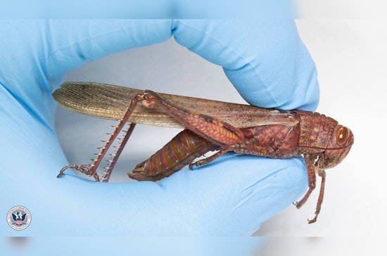 Detroit Airport CBP Finds Live Egyptian Locust in Traveler's Luggage from Albania