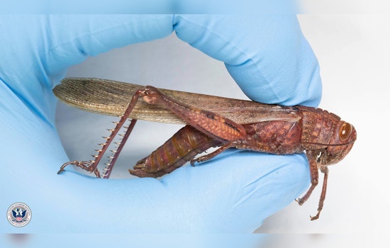 Detroit Airport CBP Finds Live Egyptian Locust in Traveler's Luggage from Albania
