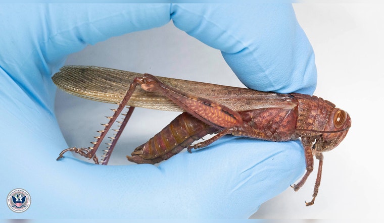 Detroit Airport CBP Finds Live Egyptian Locust in Traveler's Luggage from Albania