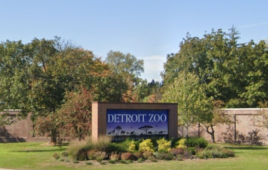 Detroit Zoo Welcomes Adorable Baby Chimpanzee on Independence Day