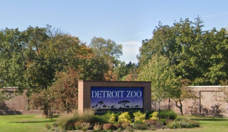 Detroit Zoo Welcomes Adorable Baby Chimpanzee on Independence Day