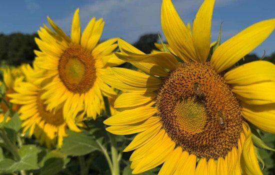 Dix Park in Raleigh Blossoms into a Vibrant Sunflower Heaven, Promotes Urban Biodiversity and Conservation
