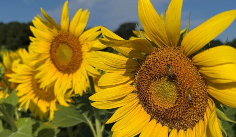 Dix Park in Raleigh Blossoms into a Vibrant Sunflower Heaven, Promotes Urban Biodiversity and Conservation