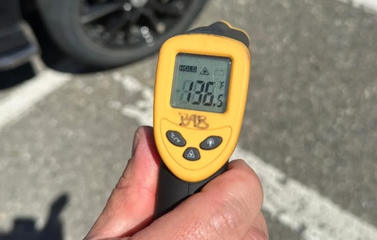Dog Dies in Overheated Car in Brighton During Heatwave, Police Issue Stark Warning