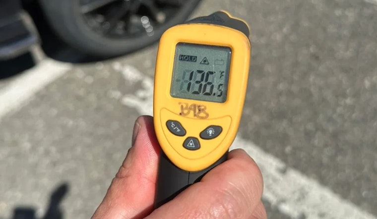 Dog Dies in Overheated Car in Brighton During Heatwave, Police Issue Stark Warning