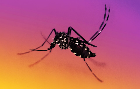 Dublin Gears Up for Mosquito Spraying in Multiple Zones Ahead of Irish Festival at Coffman Park