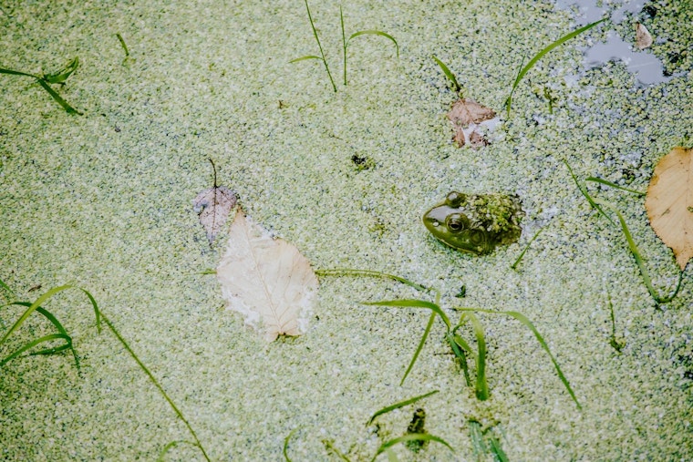 Duckweed Blooms in Bloomington, Small but Mighty for Local Ecosystems