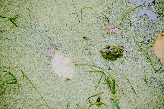 Duckweed Blooms in Bloomington, Small but Mighty for Local Ecosystems
