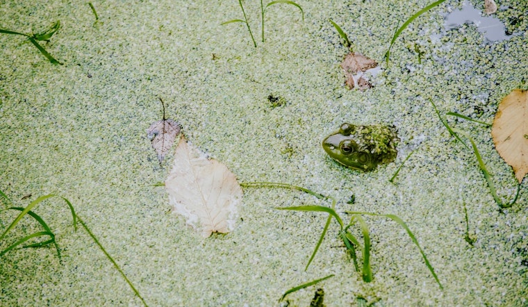 Duckweed Blooms in Bloomington, Small but Mighty for Local Ecosystems