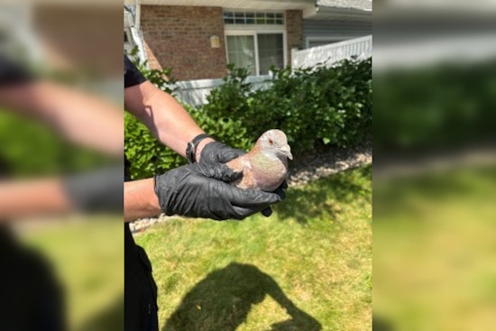 Eden Prairie Police Aid Injured Homing Pigeon Lost 600 Miles from Oklahoma Race