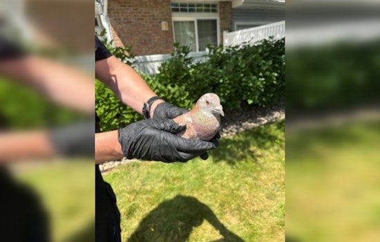 Eden Prairie Police Aid Injured Homing Pigeon Lost 600 Miles from Oklahoma Race