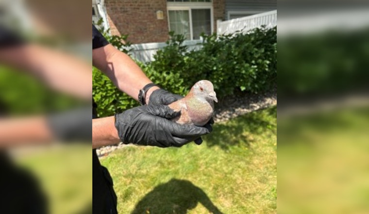 Eden Prairie Police Aid Injured Homing Pigeon Lost 600 Miles from Oklahoma Race