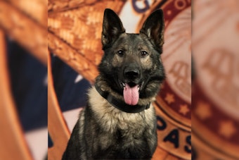 El Paso County Sheriff's Office Boosts K9 Unit with Addition of Mako, a Skilled Narcotics Detection Dog