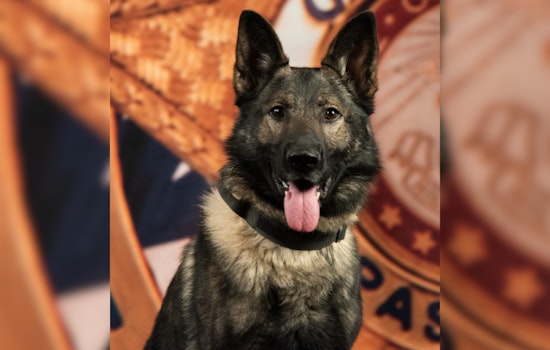 El Paso County Sheriff's Office Boosts K9 Unit with Addition of Mako, a Skilled Narcotics Detection Dog