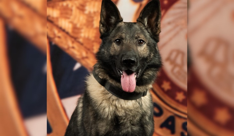 El Paso County Sheriff's Office Boosts K9 Unit with Addition of Mako, a Skilled Narcotics Detection Dog