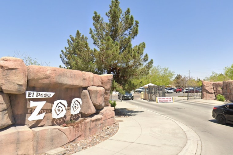 El Paso Zoo Celebrates Spring with Birth of Endangered Species, Bolsters Conservation Efforts
