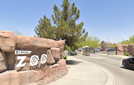 El Paso Zoo Celebrates Spring with Birth of Endangered Species, Bolsters Conservation Efforts
