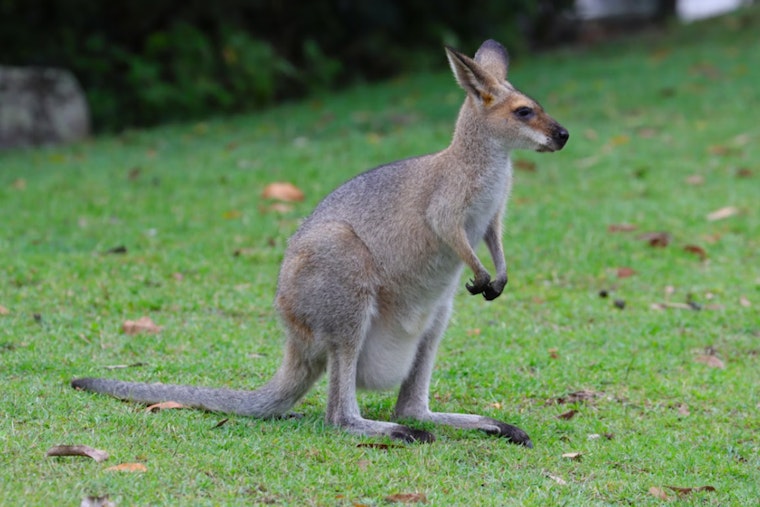 Escaped Wallaby in Cudahy Reunited with Owner Amid Legal Challenges