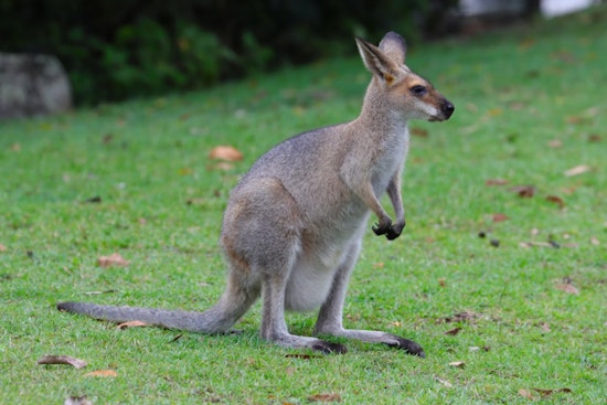 Escaped Wallaby in Cudahy Reunited with Owner Amid Legal Challenges