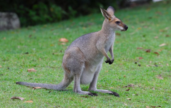 Escaped Wallaby in Cudahy Reunited with Owner Amid Legal Challenges