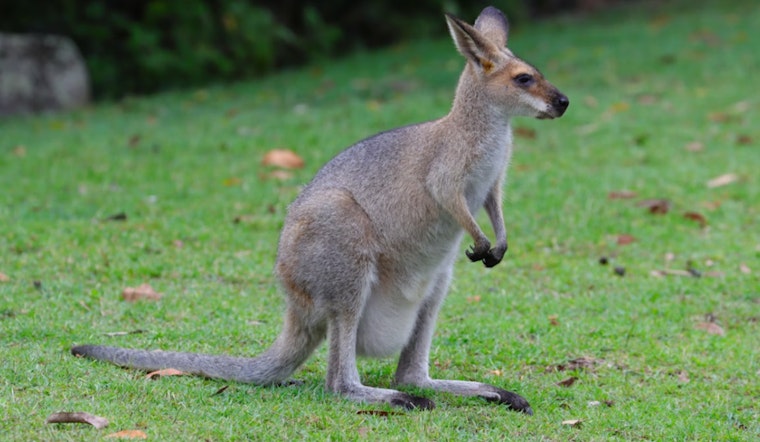 Escaped Wallaby in Cudahy Reunited with Owner Amid Legal Challenges