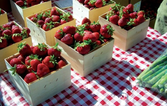Experience the Essence of Summer at the Bloomington Farmers Market Every Saturday
