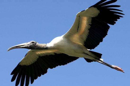 Experience Wood Stork and Wading Bird Viewing Event at Sherburne WMA on August 2