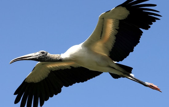 Experience Wood Stork and Wading Bird Viewing Event at Sherburne WMA on August 2