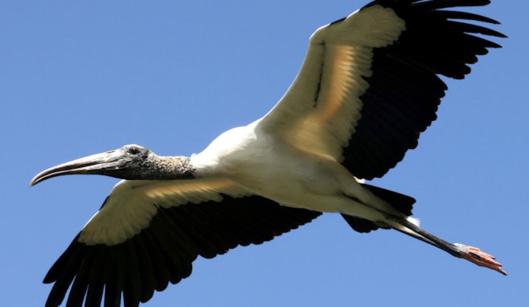 Experience Wood Stork and Wading Bird Viewing Event at Sherburne WMA on August 2