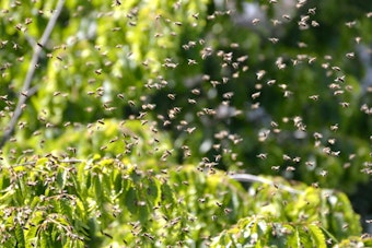 Fatal Bee Attack at Scottsdale Senior Living Facility Claims One Life, Two Hospitalized