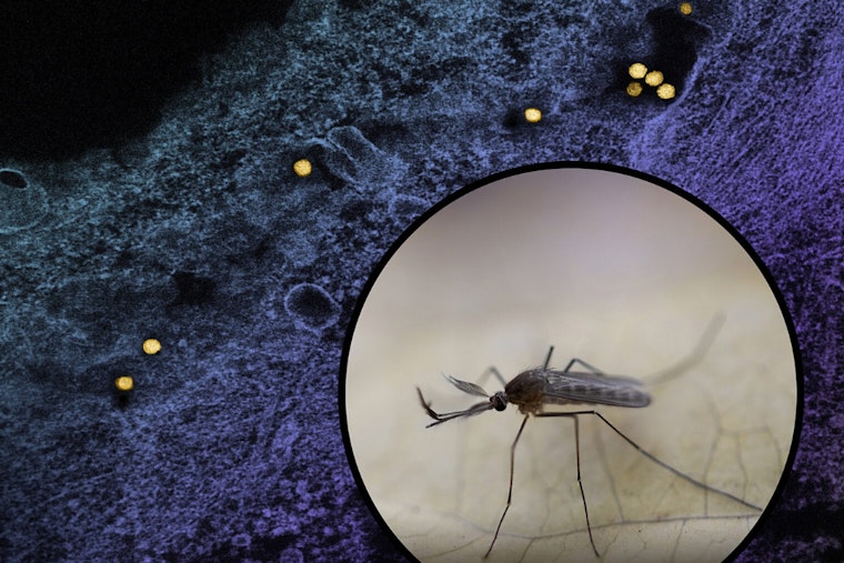 First Case of West Nile Virus in 2025 Reported in Durham County, North Carolina