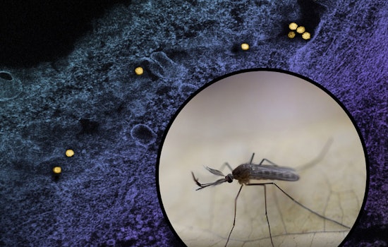 First Case of West Nile Virus in 2025 Reported in Durham County, North Carolina