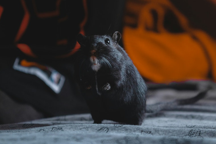 Foot-Long Rats Swarm Vallejo Ferry Terminal After Homeless Camp Sweep on Mare Island