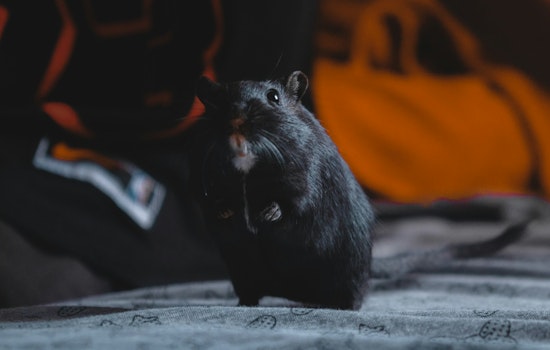 Foot-Long Rats Swarm Vallejo Ferry Terminal After Homeless Camp Sweep on Mare Island