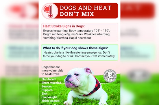 Georgia Agriculture Commissioner Tyler Harper Urges Protection for Pets and Livestock Amidst Soaring Temperatures