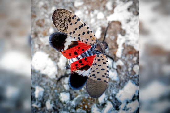 Georgia on Alert as Invasive Spotted Lanternfly Threatens Local Agriculture