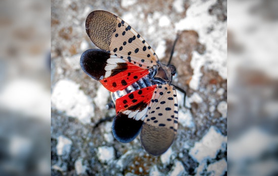 Georgia on Alert as Invasive Spotted Lanternfly Threatens Local Agriculture