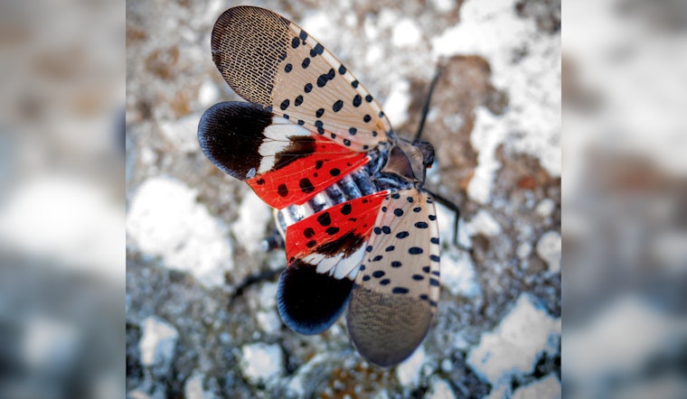 Georgia on Alert as Invasive Spotted Lanternfly Threatens Local Agriculture
